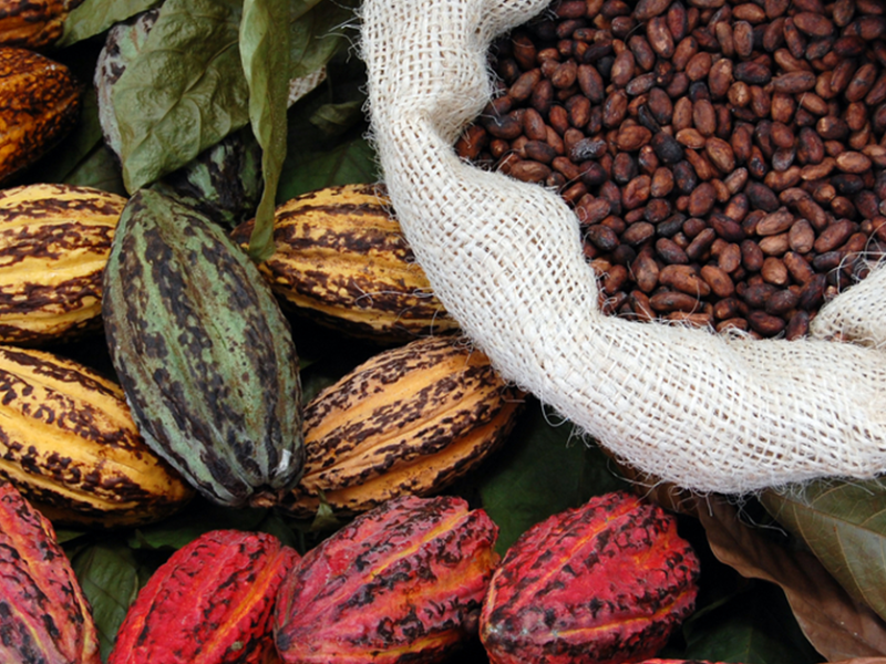 Cacao, Why is it a Super&nbsp;Food?